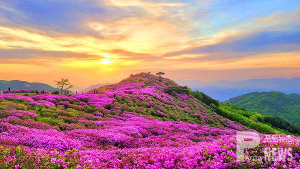 경남 산청군 황매산 철쭉 풍경. 사진=이재현 기자