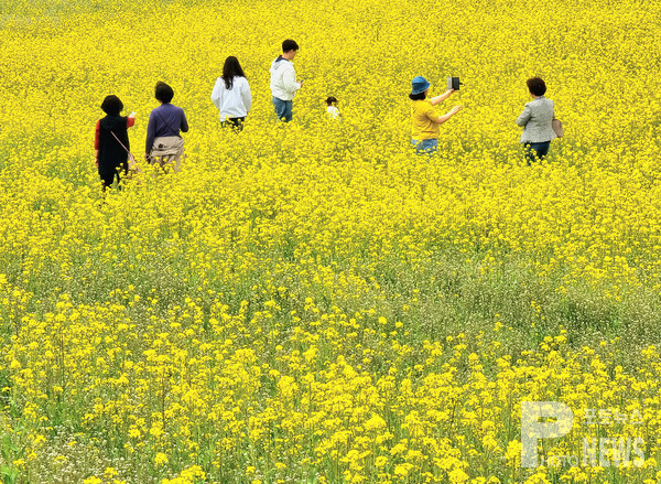 안성시 안성팜랜드에 노란 유채꽃이 만개해 장관을 연출하고 있다. 사진=엄태수 기자