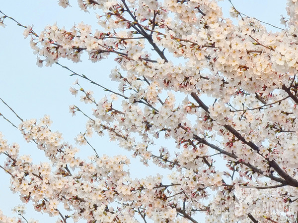 안성시는 오는 4월3일 벚꽃이 아름다운 거리 안성시 금석천 일원에서 ‘안성 벚꽃버스킹 행사를 개최 한다. 사진은 지난해 금석천 벚꽃 풍경. 사진=엄태수 기자