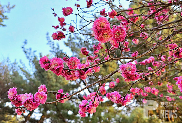 중앙대학교 안성캠퍼스에 홍매화꽃이 만개해 학생들의 시선을 사로 잡고 있다. 사진=이재현 기자