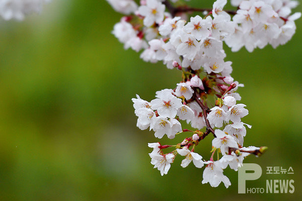 한경국립대학교 캠퍼스 봄꽃들이 만개해 봄소식을 전하고 있다. 사진=엄태수 기자