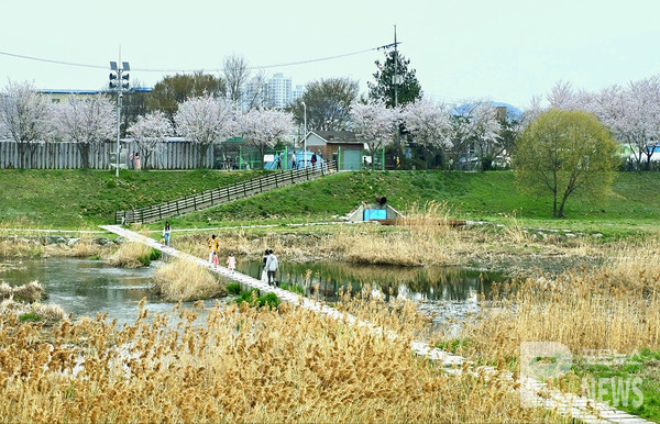 안성천에 벚꽃이 만개해 시민들이 봄기운을 만끽하고 있다. 사진=이재현 기자